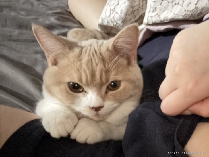 関口カオリブリーダーのブログ：2025.10.4お迎え🐈