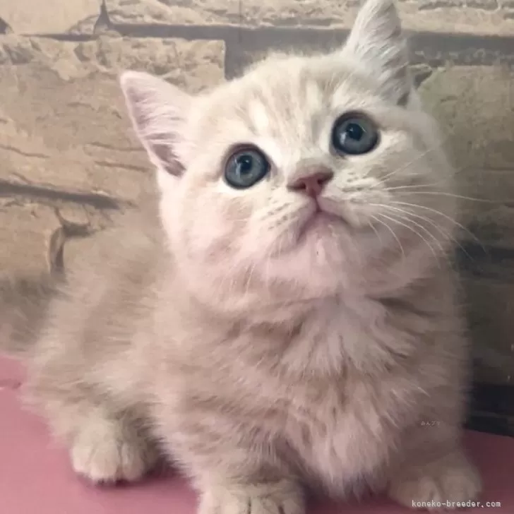 ID：2405-00128の子猫