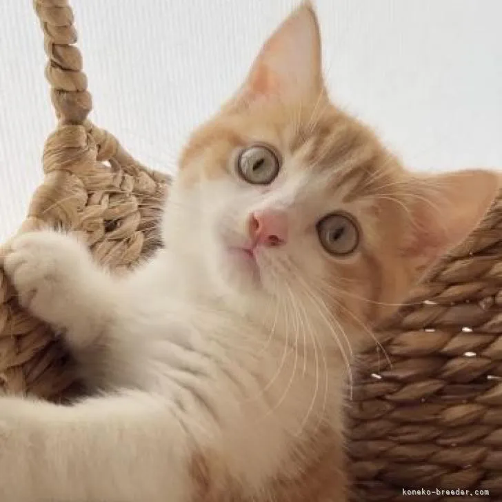 ID：2208-00939の子猫