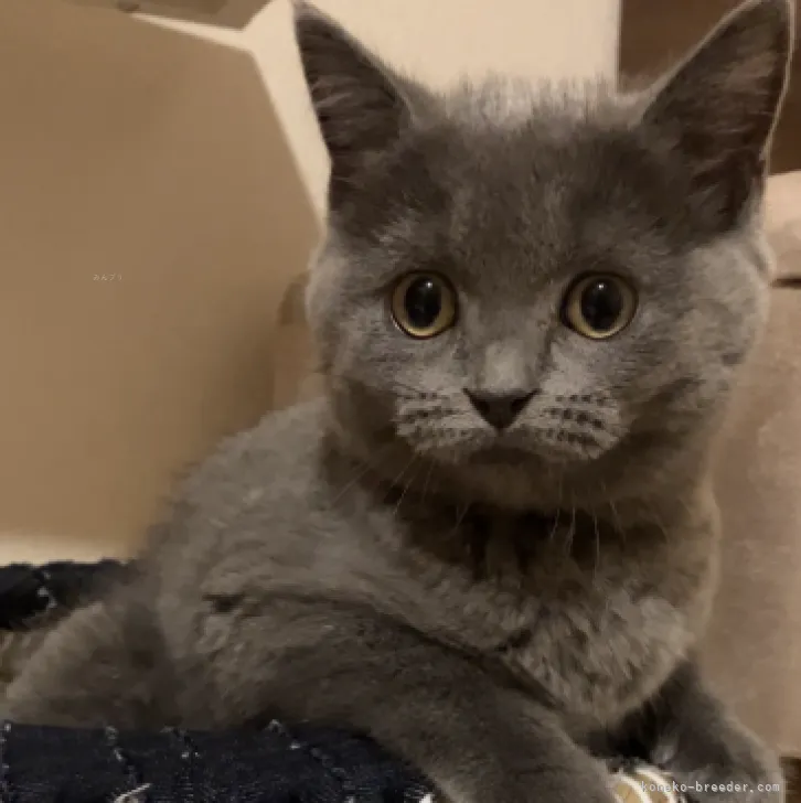 ID：2309-02091の子猫