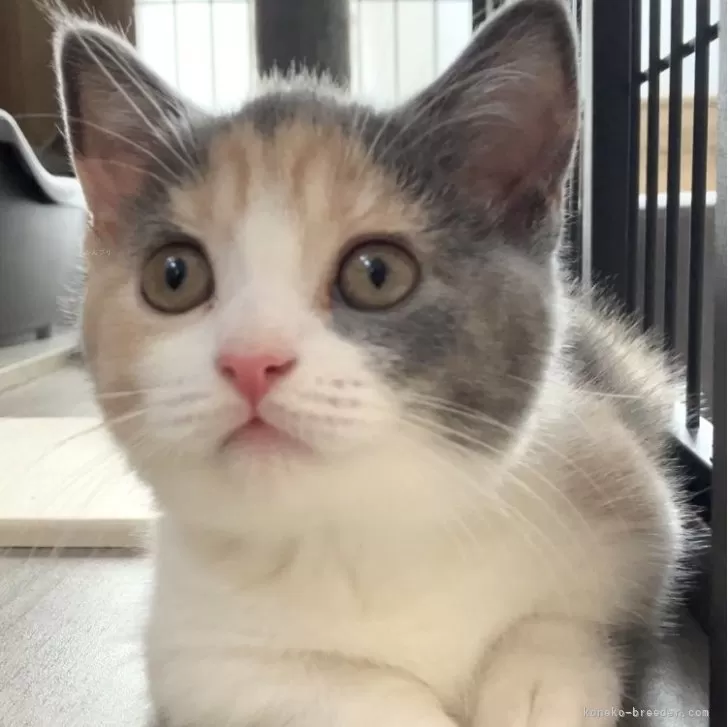 ID:2409-01342の子猫
