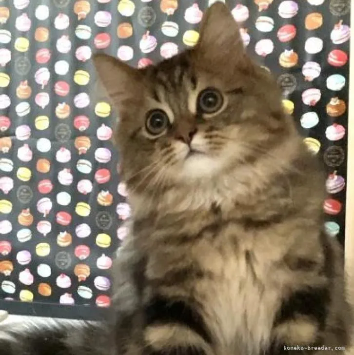 ID：2206-02915の子猫