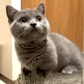 マンチカン(短足)【東京都・女の子・2024年7月3日・ブルー】の写真1「ブログに兄弟と遊んでいる動画もあります」