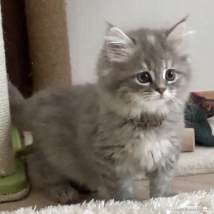 ブリーダー画像