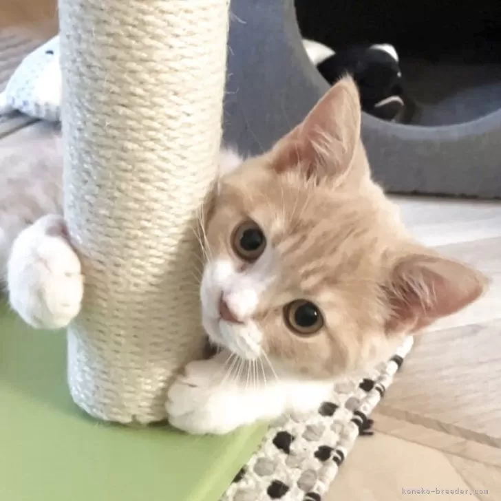 ID：2508-00480の子猫