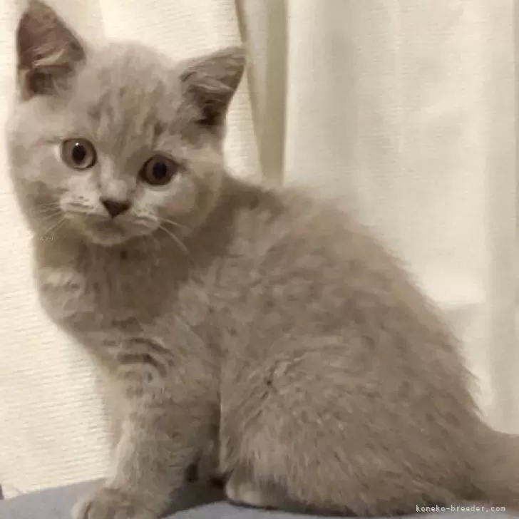 ID：2506-01738の子猫