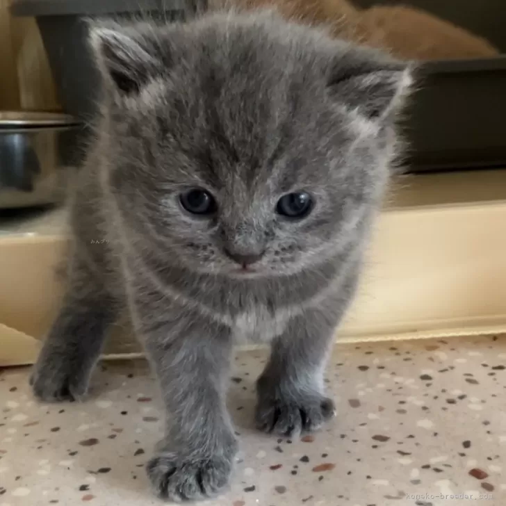 ID:2503-01593の子猫