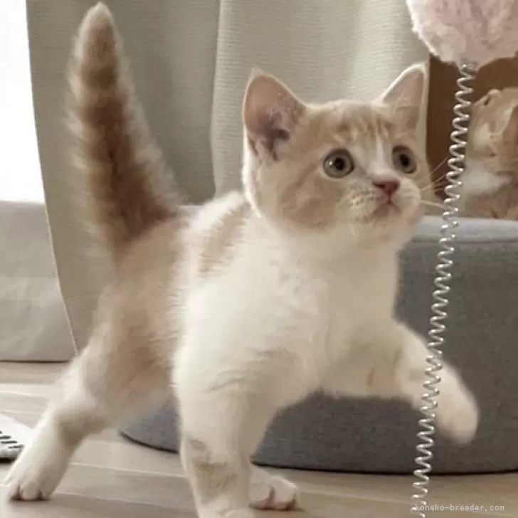 ID：2508-00478の子猫