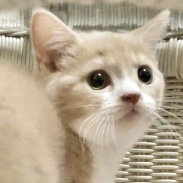 マンチカン(長足)【東京都・男の子・2025年5月21日・クリーム&ホワイトタビー（ほわっと短毛）】の写真「ぼくのおもちゃは渡さない！やんちゃくんです」