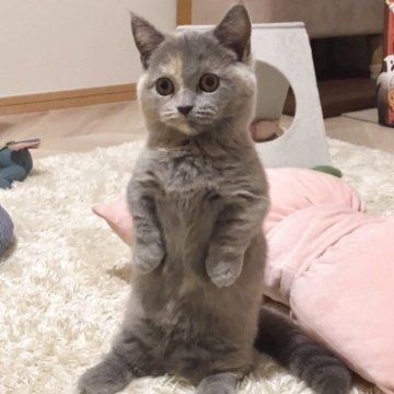 マンチカン(短足)【東京都・女の子・2025年8月1日・ブルークリーム（ふわっと短毛）】の写真「ぴょんぴょん遊ぶちびちゃん☺︎ブログに動画あります」