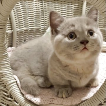 マンチカン(短足)【東京都・女の子・2025年5月21日・ライラッククリーム（ふわふわ短毛）】の写真「体格良・極短・傍に🐈」