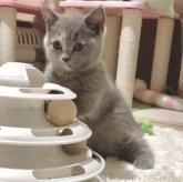 マンチカン(短足)