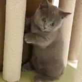 マンチカン(短足)