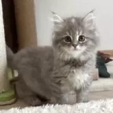 サイベリアン【東京都・女の子・2025年9月29日・ブルーパッチドタビー&ホワイト】の写真2「頭にダイヤ◇があったのでダイヤちゃん」