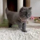 サイベリアン【東京都・女の子・2025年9月29日・ブルースモーク】の写真6