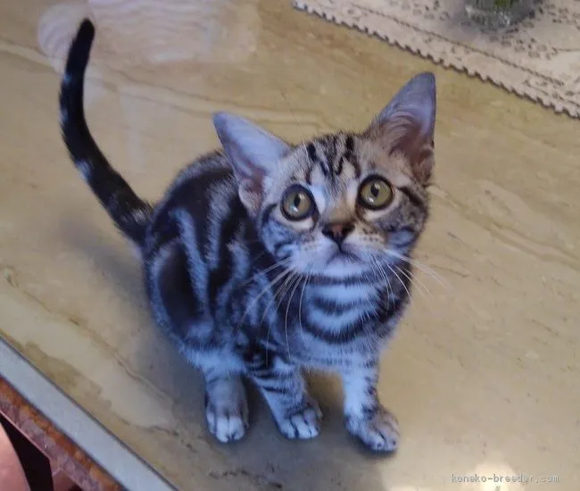 ID：1911-01688の子猫