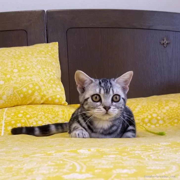 ID：2407-01230の子猫