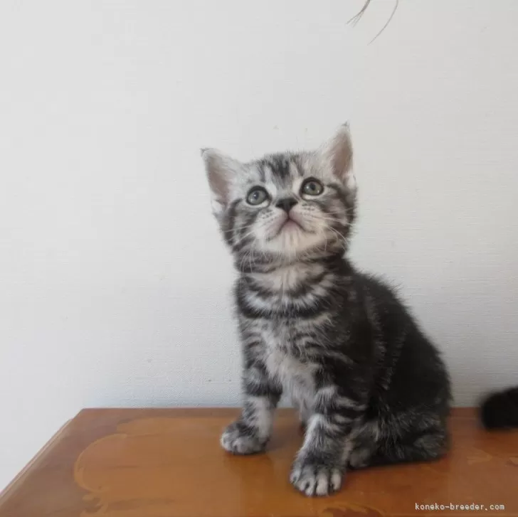 ID：2411-00944の子猫