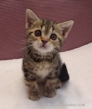 ID：1905-00900の子猫
