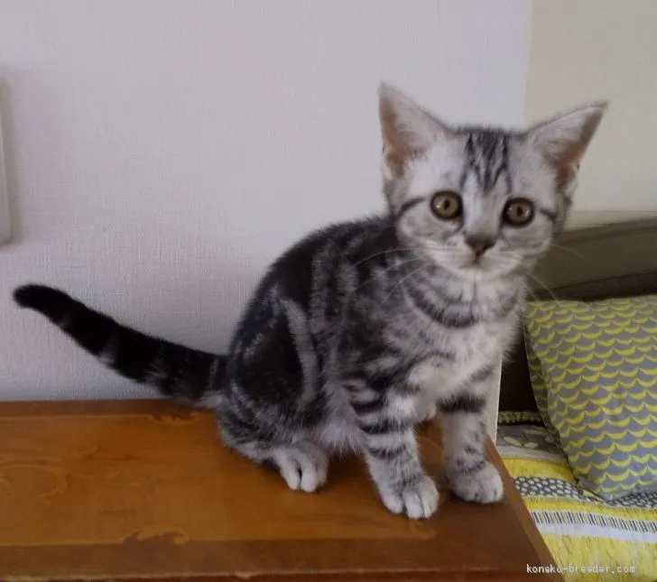 ID:1906-00844の子猫