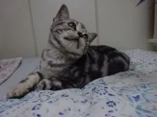 アメリカンショートヘア【滋賀県・女の子・2021年12月20日・シルバータビー】の写真2