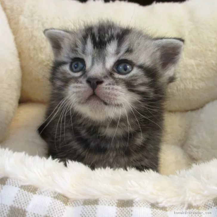 ID：2503-02156の子猫