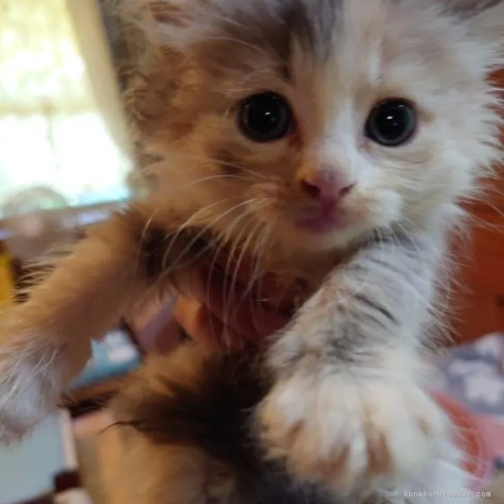 ID：2307-00255の子猫