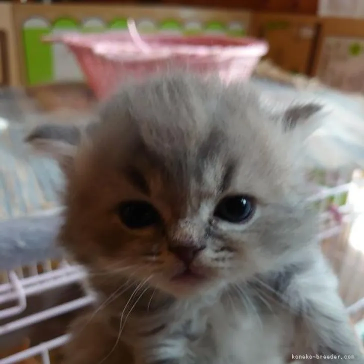 ID:2303-01162の子猫