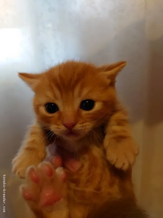 ID：2202-00077の子猫