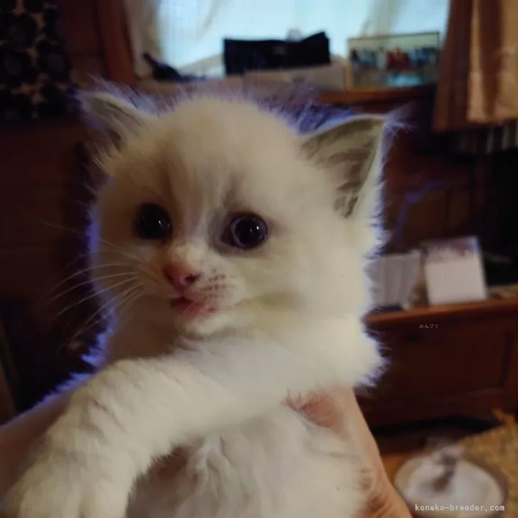 ID:2412-00207の子猫