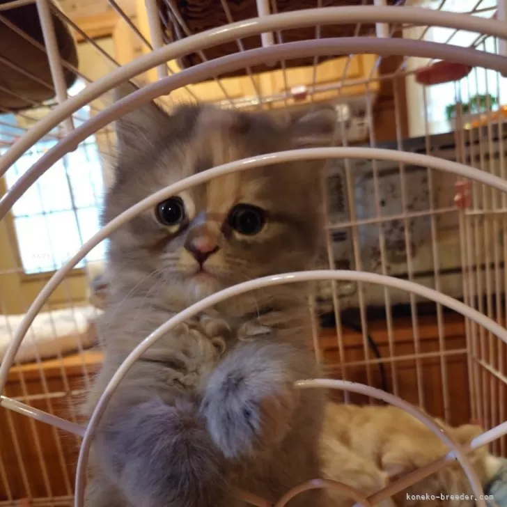 ID：2412-01557の子猫
