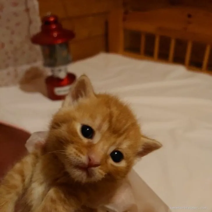 ID：2304-02347の子猫