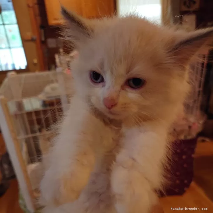 ID：2409-01940の子猫