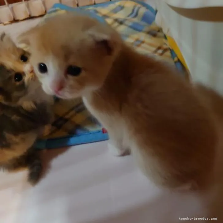 ID:2211-00222の子猫