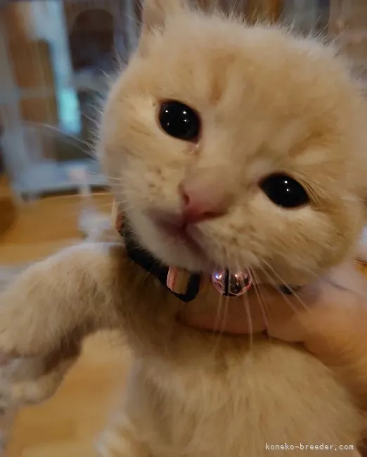 ID：2109-02667の子猫