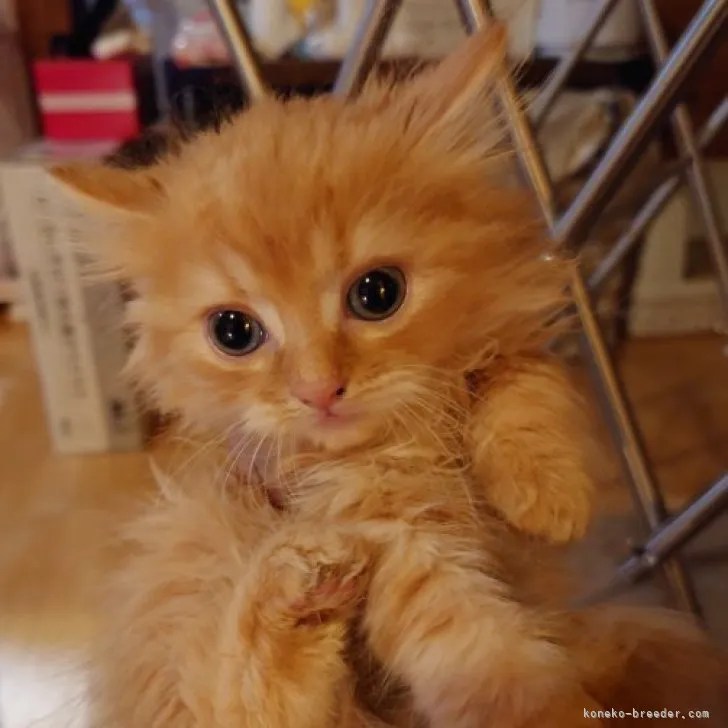 ID：2307-03020の子猫