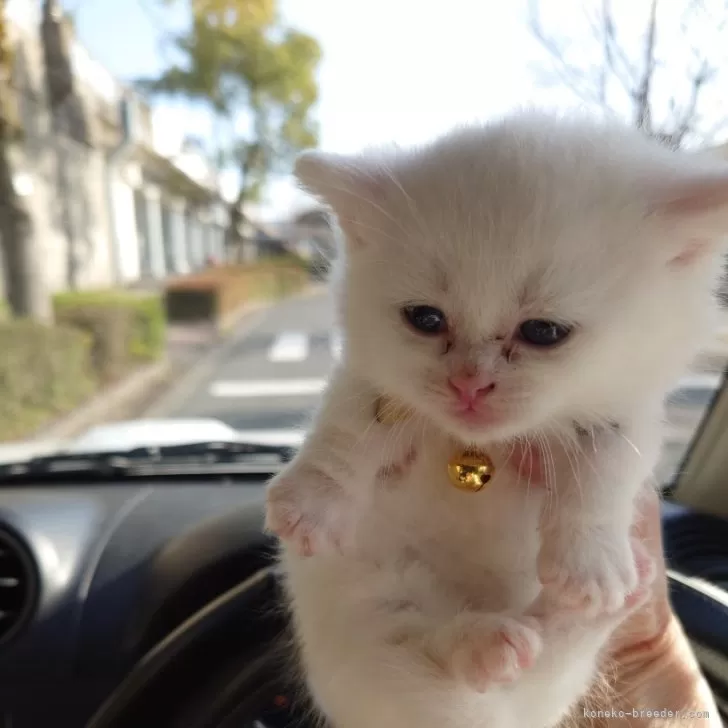 ID：2404-00061の子猫