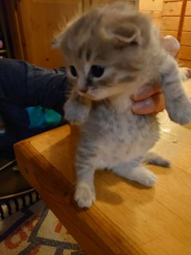 マンチカン(長足)【滋賀県・女の子・2020年10月30日・ブルータビー】の写真「とても愛らしい子猫が生まれました。父親チャンピオン」
