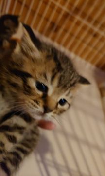 マンチカン(長足)【滋賀県・女の子・2020年11月7日・ブラウンタビー（短毛）】の写真「ひと懐っこく可愛い子」