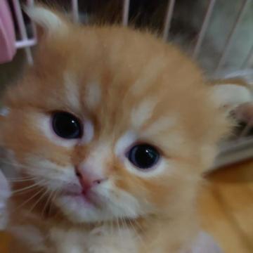 マンチカン(長足)【滋賀県・女の子・2023年2月3日・レッドタビー（ショート）】の写真「お父さんの良いところとお母さんのつぶらな瞳の良い子」