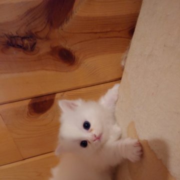 ミヌエット【滋賀県・男の子・2024年8月3日・ホワイト（長毛）】の写真「おでこに黒いポイントのついた白いフワフワな子です」