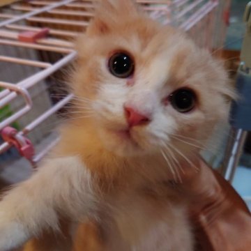 マンチカン(短足)【滋賀県・男の子・2023年5月19日・クリームタビー&ホワイト（長毛）】の写真「可愛い瞳で近寄って来ます」