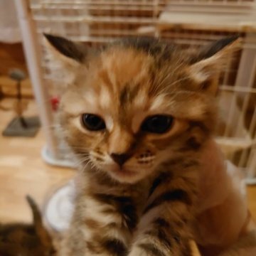 マンチカン(長足)【滋賀県・女の子・2023年3月25日・ブラウンタビー（短毛）】の写真「お父さんに似た縞柄の可愛い子です」