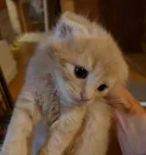 マンチカン(長足)【滋賀県・男の子・2021年9月6日・クリームタビー&ホワイト】の写真1「9/27撮影」