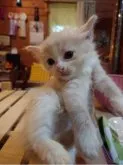 マンチカン(長足)【滋賀県・男の子・2023年5月19日・クリームタビー&ホワイト】の写真2
