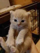 マンチカン(長足)【滋賀県・男の子・2021年9月6日・クリームタビー&ホワイト】の写真3