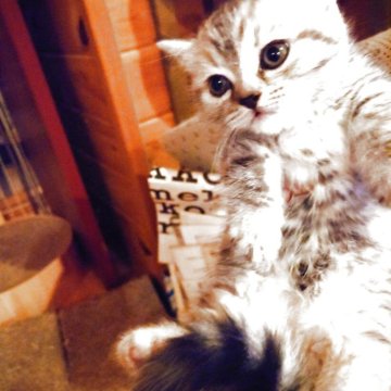 マンチカン(長足)【滋賀県・女の子・2025年8月17日・シルバーパッチドタビー（短毛）】の写真「とても可愛いつぶらな瞳の子です」