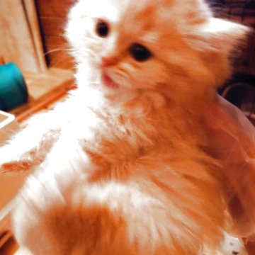 マンチカン(長足)【滋賀県・男の子・2025年4月11日・クリーム（長毛）】の写真「耳折れの元気で可愛らしい子猫トイレもきちんとできま」