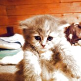 ミヌエット(長足)