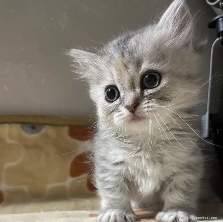 ID：2403-00650の子猫